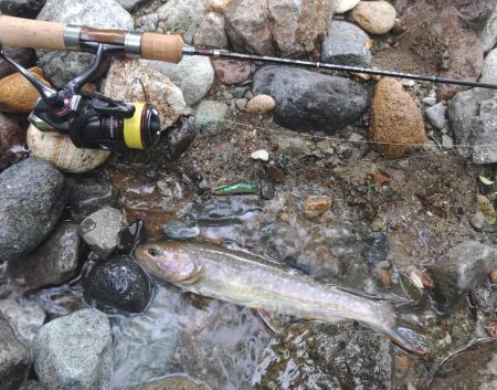 ダートマジックで尺イワナ ～九頭竜川水系～